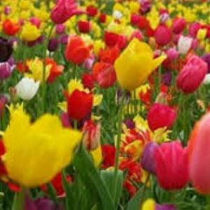 BIENVENIDA PRIMAVERA