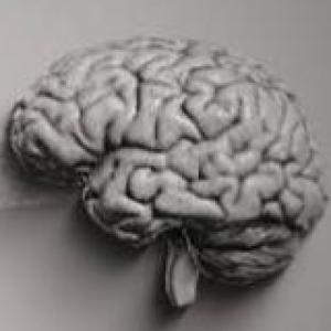 Portada del juego Partes del Cerebro Humano – Biología