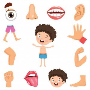 Encuentra el par correcto de las partes del cuerpo