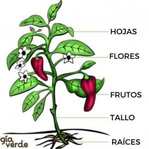 ahorcado de las partes de las plantas