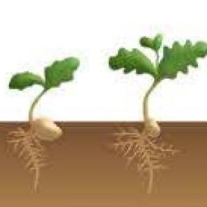 GERMINACIÓN
