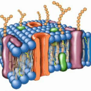 NATURALEZA QUÍMICA Y ESTRUCTURAL DE LAS MEMBRANAS CELULARES
