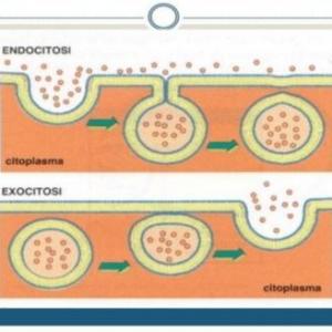 ENDOCITOSIS Y EXOCITOSIS
