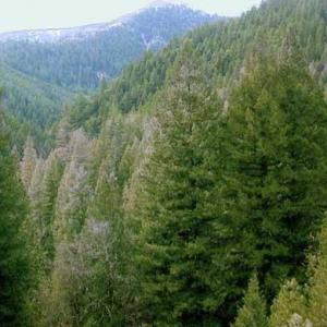 Bosque de Coníferas
