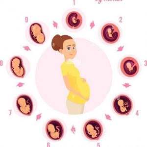 Juego de la Oca (embarazo y desarrollo prenatal)