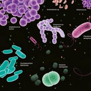 Diviértete con la Bacteriología II