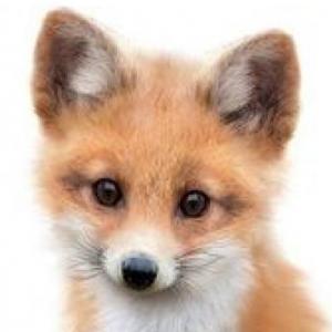 animales