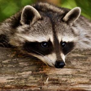 animales