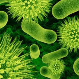 CLASIFICACIÓN DE MICROORGANISMOS