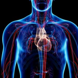 Circulatory System
