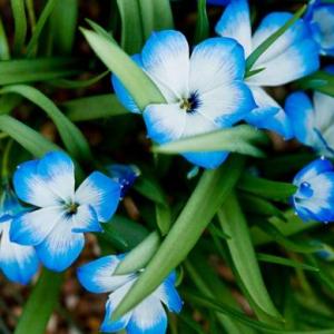 PARTES DE LAS PLANTAS