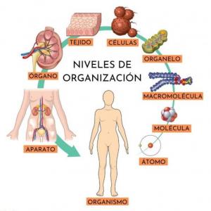 MINITRIVIA DE NIVELES DE ORGANIZACION (GRUPO 19)