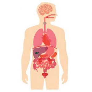 Los Principales Órganos de Nuestro Cuerpo