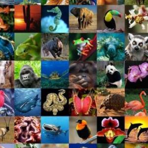 Animales
