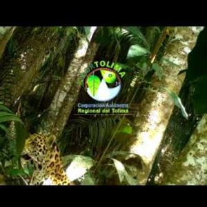 Animales sorprendentes Tolima