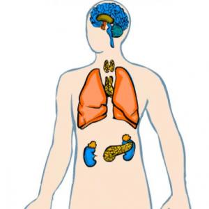 Sistema Endocrino