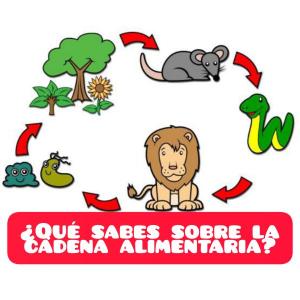 PON A PRUEBA TUS CONOCIMIENTOS SOBRE LA CANDENA ALIMENTARIA
