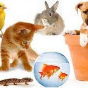 Domestic Animals