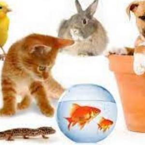 Match the images
