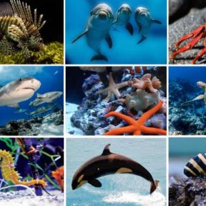 Juegos de Animales