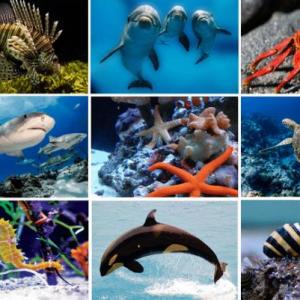 Animales Acuáticos En Ingles 