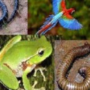 Vertebrate and invertebrate animals