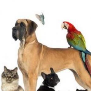 Animales vertebrados
