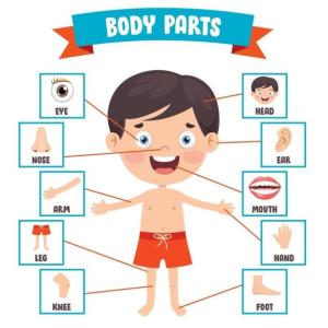 Body Parts