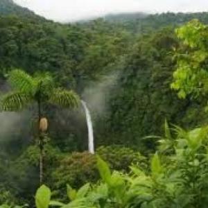 BUSCAMOS ANIMALES EN LA JUNGLA