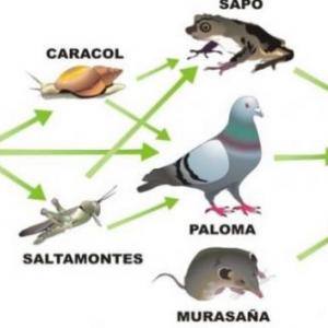 Cadena Trófica