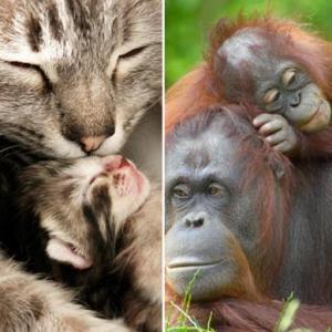 Baby Animals Match Up Game