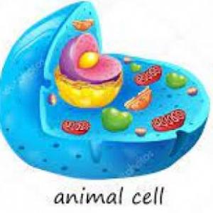 Partes de la célula animal vegetal