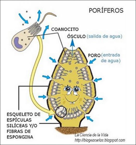 Algunos tipos de nutrición