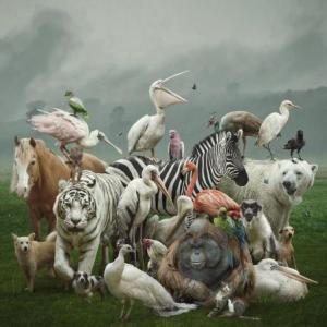 Animales