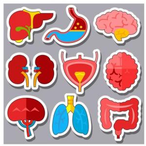Los órganos del cuerpo humano. 