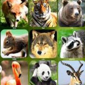 What is this animal?