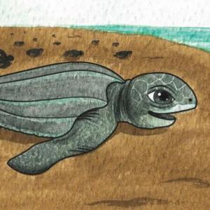 Imagen de portada del videojuego educativo: Tortugas de Guatemala, de la temática Biología