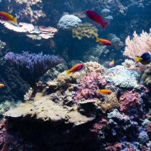 Juego de memoria con Animales del mar
