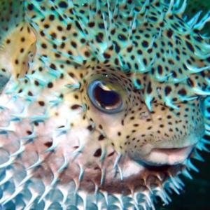 Animales de las profundidades del mar