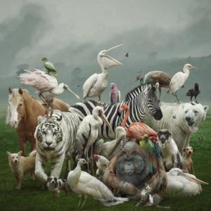 animales