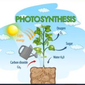 Aprendiendo acerca de la Fotosíntesis