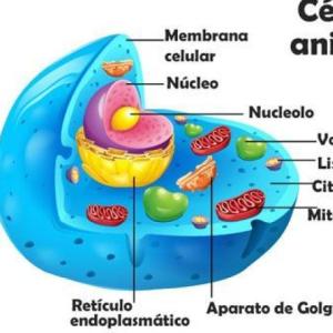 ORGANELOS CELULARES