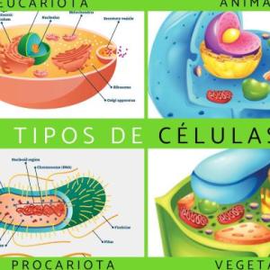 las células