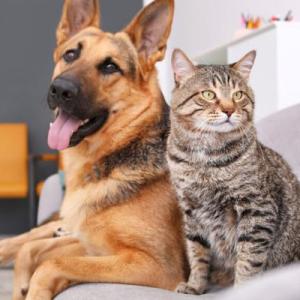 Breed of the pets