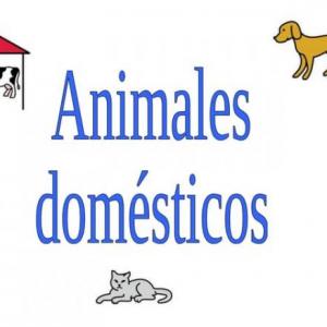 COINCIDENCIAS ANIMALES DOMÉSTICOS