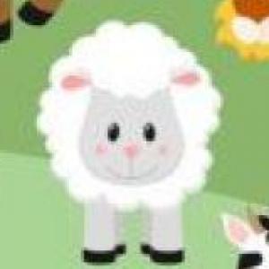 the sheep