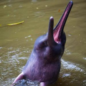 ANIMALES DEL PERÚ