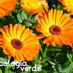 EL AHORCADO