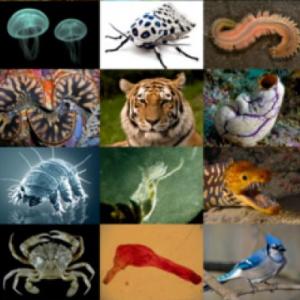 Preguntas de zoología 2