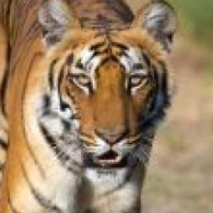 Portada del juego Descubre los animales de la jungla – Lengua